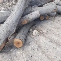 خریددرخت ازباغ