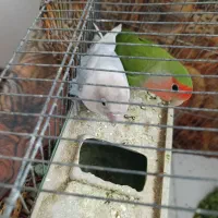 طوطی برزیلی