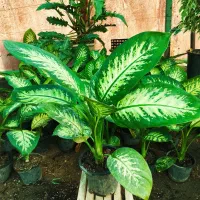 دیفن باخیا ،گل وگیاه طبیعی|گل و گیاه طبیعی|مشهد, خلق آباد سفلی|دیوار