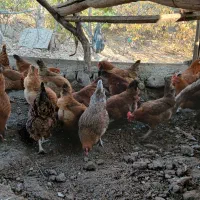 مرغ محلی تخمگذار|حیوانات مزرعه|هشتگرد, هیو|دیوار