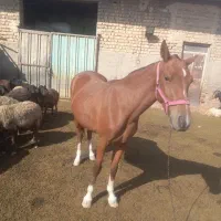 مادیان