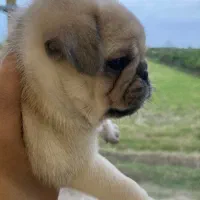 توله پاگ نخودی|سگ|قائمشهر, |دیوار