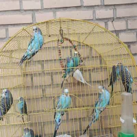 مرغ عشق جوان سالم کارداده