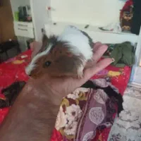 اهدائی|موش و خرگوش|تهران, دولتخواه جنوبی|دیوار