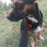 سگ نژاد شیوا