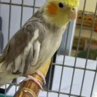 عروس هلندی نر