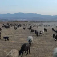 فروش گوسفند نژاد شال ب تعداد100راس|حیوانات مزرعه|ضیاء آباد, |دیوار