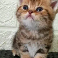 توضیحات آگهی پایین  خونده شه تشکر