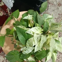 پتوس|گل و گیاه طبیعی|رشت, آب آسیاب|دیوار