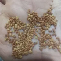 بذر یونجه|گل و گیاه طبیعی|دزفول, |دیوار