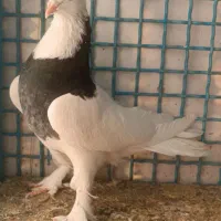 کبوتر طوقی ،یهودی ،افغان و طوطی برزیلی