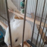 عروس هلندی البینو|پرنده|نوشهر, |دیوار