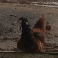 خروس|حیوانات مزرعه|ایلخچی, |دیوار