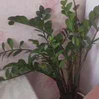 گلدان زاموفیلیا