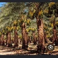 کارگر مرد واسه تو باغ خرما و کارگر زن خرما ظرف کن