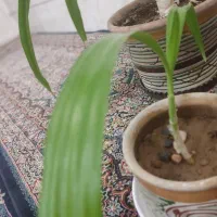 پاجوش گل موزی