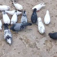 فروش کلی کبوتر|پرنده|نکا, |دیوار