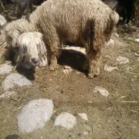 زمین معاوضه کنم گوسفند