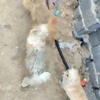 دو سگ  خانگی