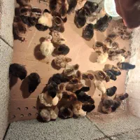 جوجه مرغ|حیوانات مزرعه|گوراب زرمیخ, |دیوار