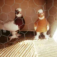 جفت توقی نروماده کواردهداری