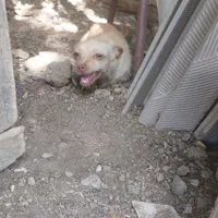 سگ پاکوتاه