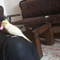 عروس هلندی