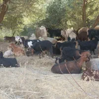 بز گوشتی|حیوانات مزرعه|مریوان, |دیوار