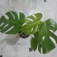 گل شفلرا ابلق..نخل ماداگاسکار.. بنسای آدنیوم|گل و گیاه طبیعی|قم, نیروگاه|دیوار