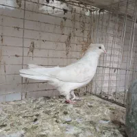 گرفتنی رنگی|پرنده|قم, نوبهار|دیوار