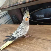 عروس هلندی ماده|پرنده|رودبار, |دیوار