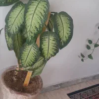 دیفن شاداب