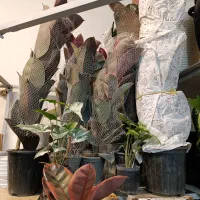 گلفروشی آمیتیس|گل و گیاه طبیعی|گنبد کاووس, |دیوار