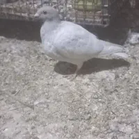 بی خط ماده|پرنده|کوه چنار, |دیوار