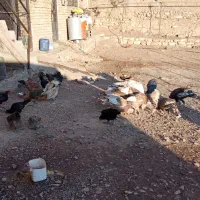 بوقلمون مرغ