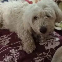 جای نگه داشتن شون نداریم بفروش میرسه