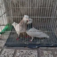 کفتر طوقی