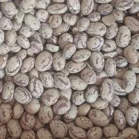 لوبیا چیتی