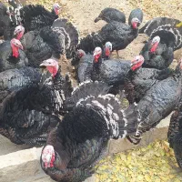 بوقلمون برنز