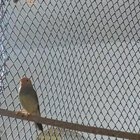 فنچ ستاره ای سر نارنجی