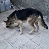 فروشی|سگ|چناران, |دیوار