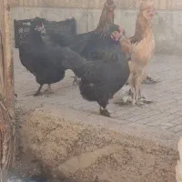 مرغ سیاه بومی وسفید بومی اصل تخمگذار|حیوانات مزرعه|خمینی‌شهر, |دیوار