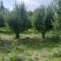 ویلا باغ 60متر|فروش خانه و ویلا|ارومیه, |دیوار