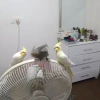 فروش تعدادی عروس هلندی|پرنده|فریدونکنار, |دیوار