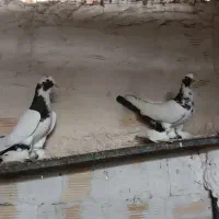 جفت پاپر بی نظیر