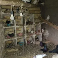 کفتر پروندنی ۲۵۰|پرنده|آران و بیدگل, |دیوار