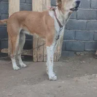 توله ماده خراسانی