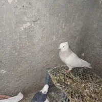 فروش کبوتر|پرنده|مریوان, |دیوار