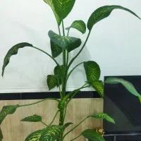 گل دیفن|گل و گیاه طبیعی|قروه, |دیوار