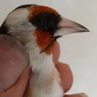 15عدد سره نرپایزه|پرنده|ملایر, |دیوار